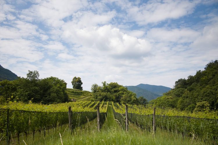 La Serra - Produttori e collaborazioni